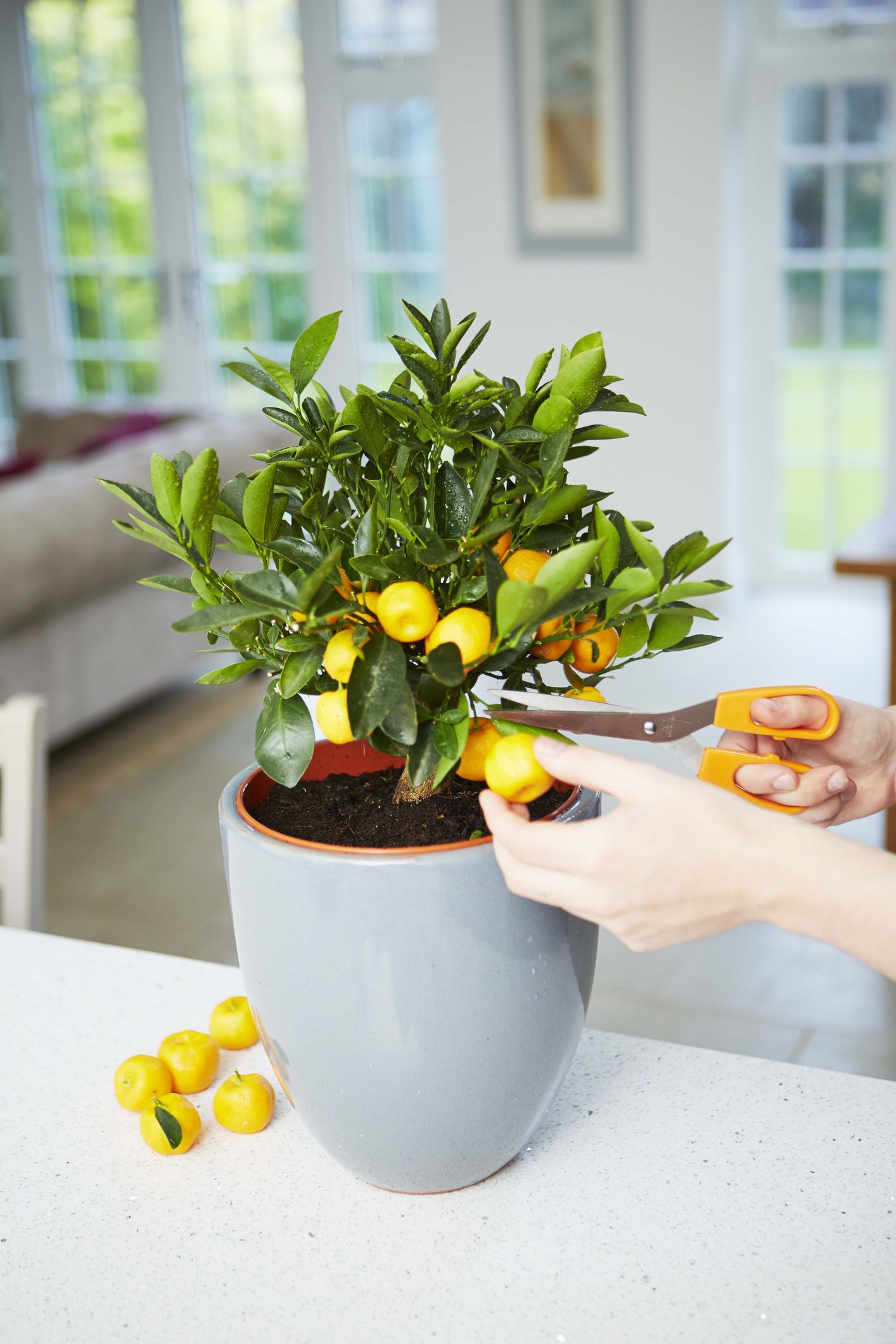¿Cómo plantar y cuidar un naranjo?